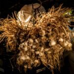 A rustic bunch of garlic hanging in a farm pantry, capturing the essence of rural life.