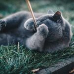 A playful Russian Blue cat enjoying a sunny day in the garden.