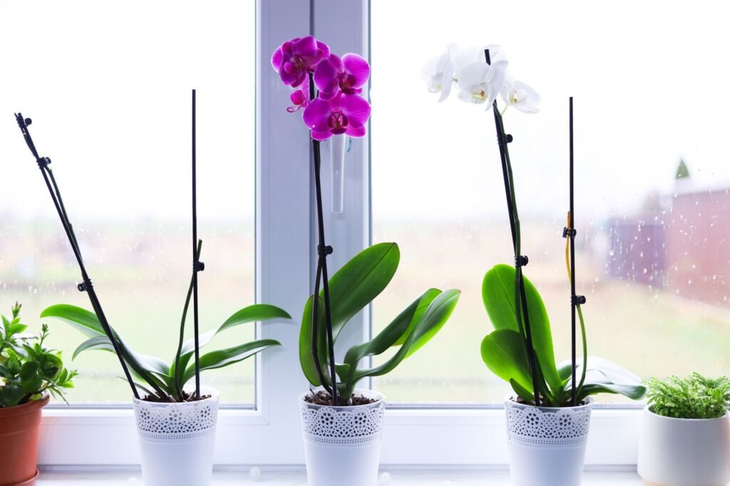 Close-up of vibrant orchids in pots on a bright windowsill indoors.