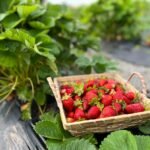A basket full of fresh strawberries in a vibrant field, perfect for highlighting rural and agricultural themes.