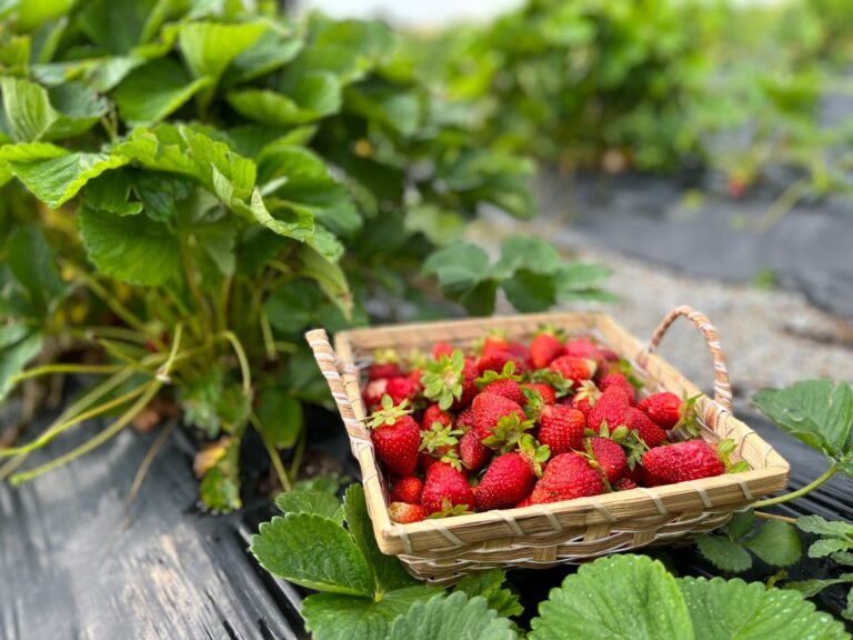 A basket full of fresh strawberries in a vibrant field, perfect for highlighting rural and agricultural themes.