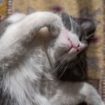 Grey and white cat lounging contentedly on a colorful vintage carpet.