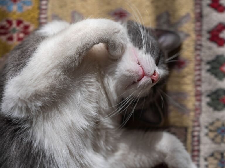 Grey and white cat lounging contentedly on a colorful vintage carpet.