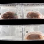 Clear view of two frozen sandwiches wrapped in plastic inside a refrigerator.