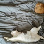 Two cats comfortably lounging on gray linen bedding, showcasing a serene moment indoors.