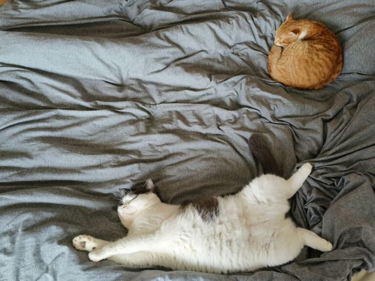 Two cats comfortably lounging on gray linen bedding, showcasing a serene moment indoors.