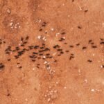 Close-up of a group of ants walking on a textured brown earth surface.