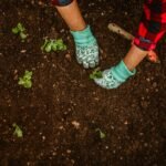 Hands wearing gloves planting seedlings in garden soil. Gardening tools visible. Outdoors, daytime.