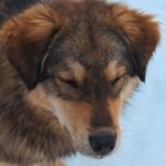 A cute dog with closed eyes enjoying the snowy outdoors, showcasing its fluffy fur.