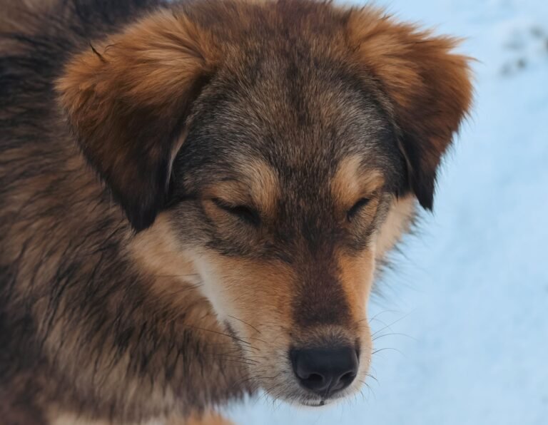 A cute dog with closed eyes enjoying the snowy outdoors, showcasing its fluffy fur.