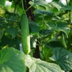 Fresh cucumber growing in a sunlit garden surrounded by lush green leaves. Perfect for agricultural and natural themes.