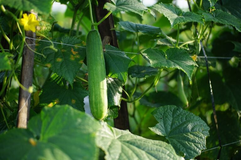 Fresh cucumber growing in a sunlit garden surrounded by lush green leaves. Perfect for agricultural and natural themes.