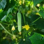 Close-up of a growing cucumber hanging from the vine with surrounding green leaves and yellow flowers.