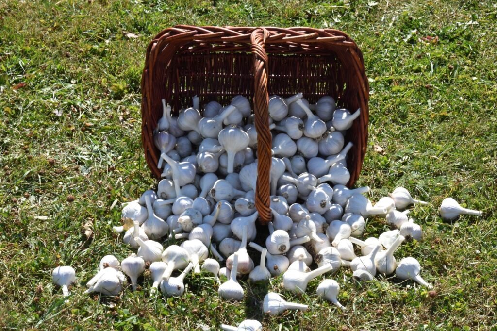 A wicker basket filled with fresh garlic bulbs tipped over on a grassy field.
