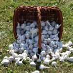 A wicker basket filled with fresh garlic bulbs tipped over on a grassy field.