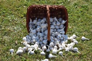 A wicker basket filled with fresh garlic bulbs tipped over on a grassy field.