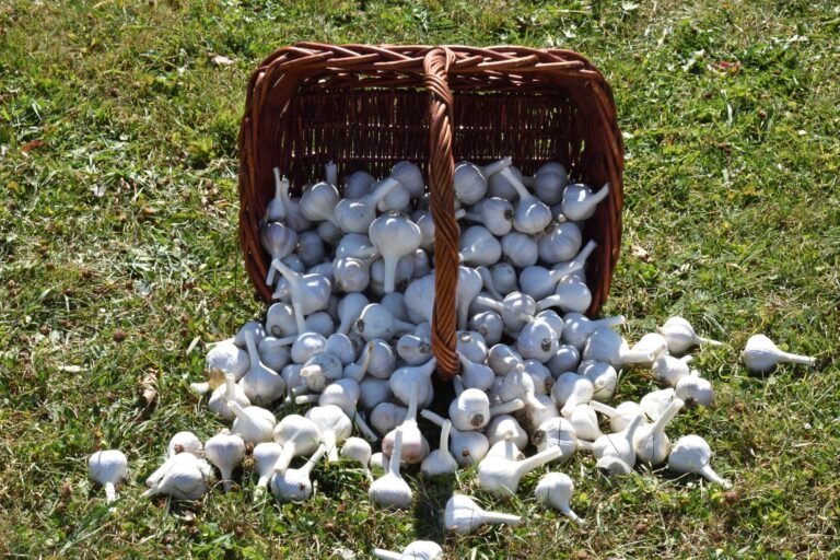 A wicker basket filled with fresh garlic bulbs tipped over on a grassy field.