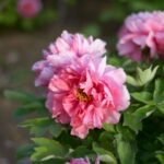 Close-up of vibrant pink peonies in full bloom, showcasing their lush petals and natural beauty.
