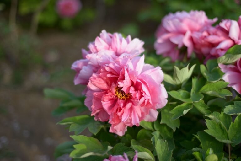 Close-up of vibrant pink peonies in full bloom, showcasing their lush petals and natural beauty.