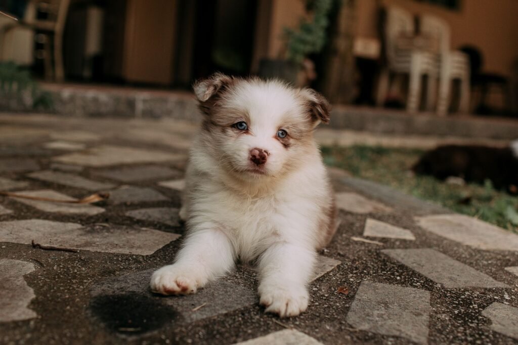 Adorable fluffy puppy with blue eyes lying on a stone patio outdoors.