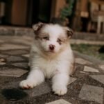 Adorable fluffy puppy with blue eyes lying on a stone patio outdoors.