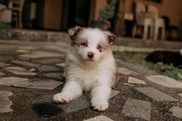 Adorable fluffy puppy with blue eyes lying on a stone patio outdoors.