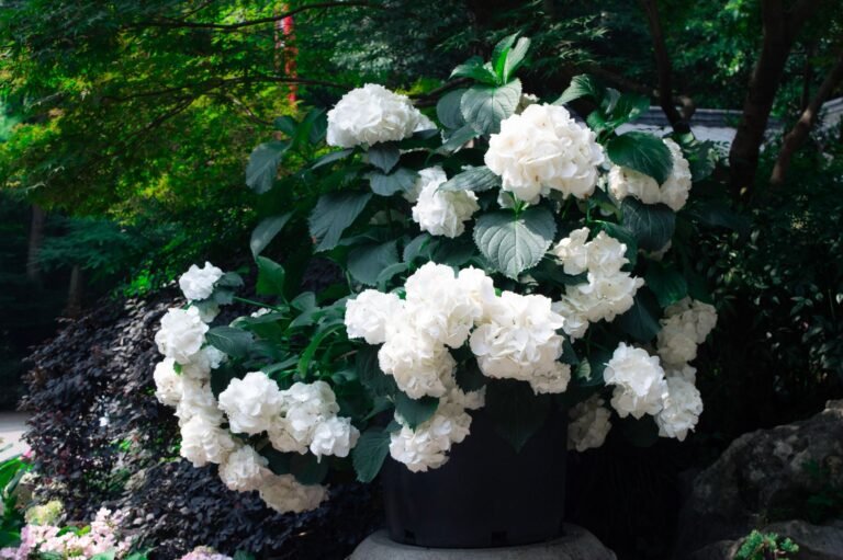 Beautiful white hydrangeas in full bloom with lush green leaves in an outdoor garden.
