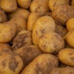 Close-up of freshly harvested potatoes with soil remnants, showcasing farm freshness.