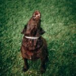 Cute wet Labrador Retriever in white collar sitting on green lawn with lifting muzzle up and howling in yard at night