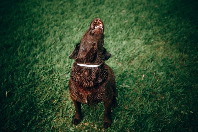 Cute wet Labrador Retriever in white collar sitting on green lawn with lifting muzzle up and howling in yard at night