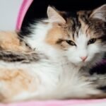 A close-up of a tabby cat receiving IV therapy at a pet clinic. Ideal for veterinary care themes.