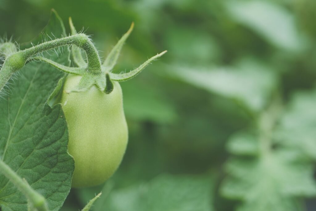 Detailed close-up of a fresh unripe green tomato on a vine, showcasing its natural texture and healthy appearance.