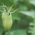 Detailed close-up of a fresh unripe green tomato on a vine, showcasing its natural texture and healthy appearance.