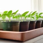 Cucumber seedlings growing in pots on a sunlit windowsill, showcasing organic gardening indoors.