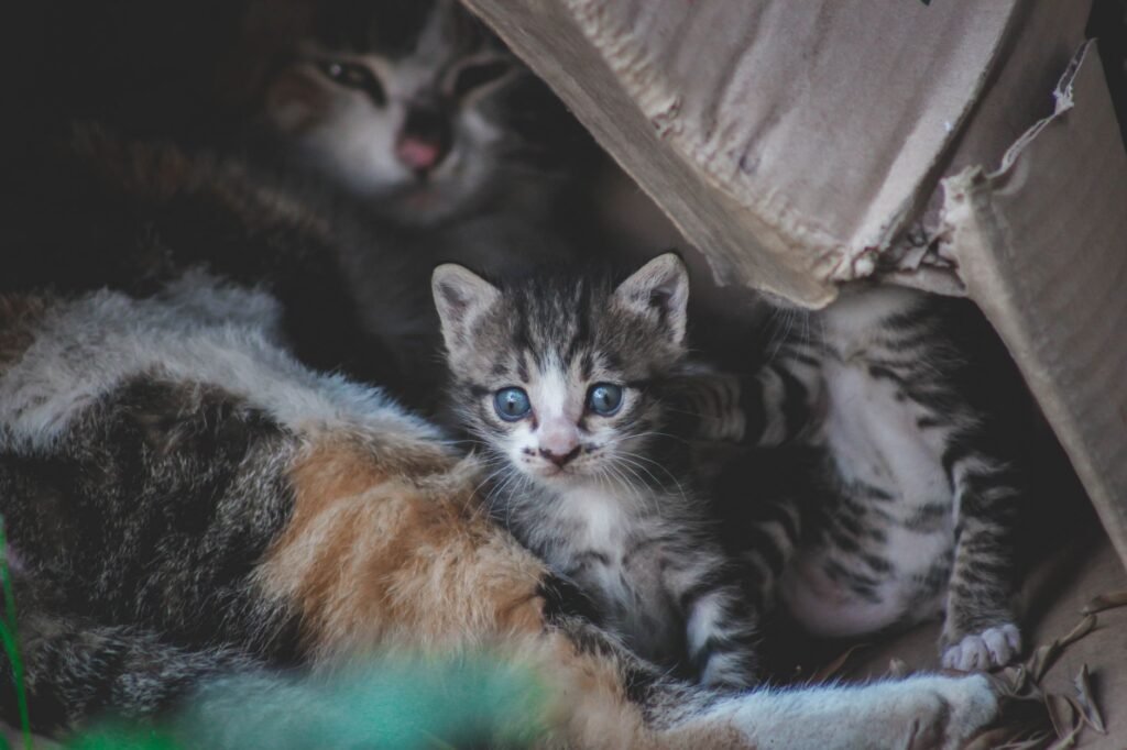 Cute kittens with tabby fur snuggled inside a cardboard box, showcasing their playful and curious nature.