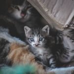 Cute kittens with tabby fur snuggled inside a cardboard box, showcasing their playful and curious nature.