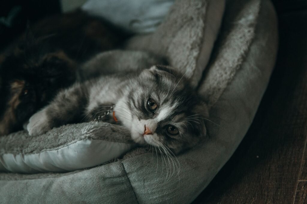 Cute gray kitten lying comfortably on a soft pet bed indoors, looking serene.
