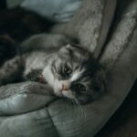 Cute gray kitten lying comfortably on a soft pet bed indoors, looking serene.