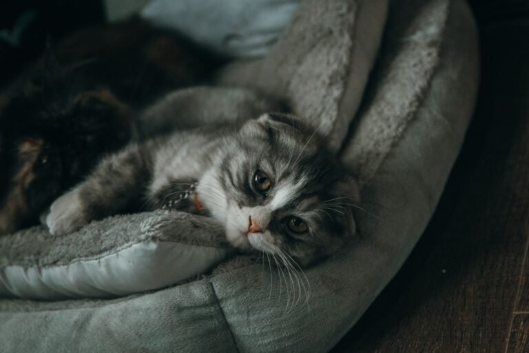 Cute gray kitten lying comfortably on a soft pet bed indoors, looking serene.