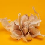 A detailed studio shot of a garlic bulb with its papery skin on a vibrant yellow background.