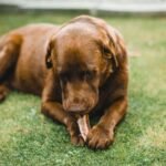 A brown Labrador Retriever enjoying a bone on green grass, showcasing its domestic and playful nature.