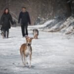 Two people and three dogs walking in a snowy forest trail during winter.