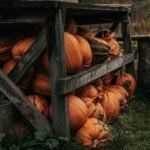 A rustic wooden structure filled with harvested pumpkins in a countryside setting during fall.