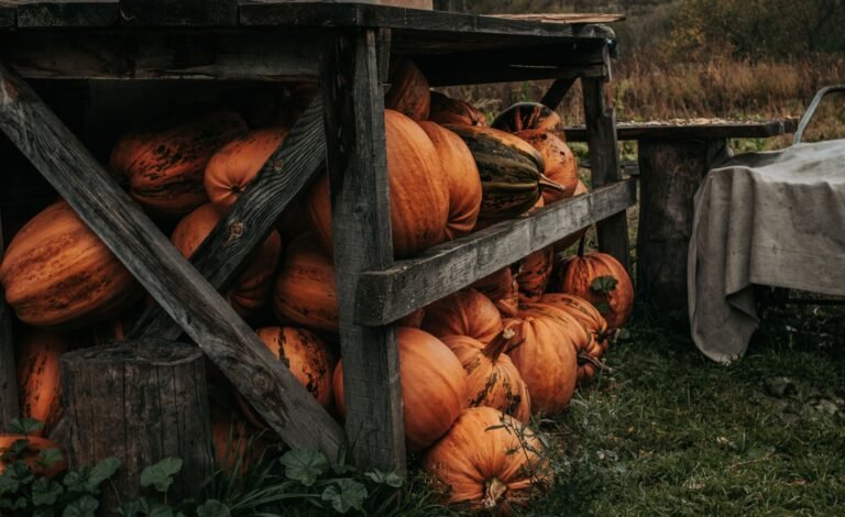 A rustic wooden structure filled with harvested pumpkins in a countryside setting during fall.