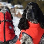 Two Cocker Spaniels wearing red vests enjoy a snowy outdoor setting.