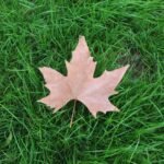 A dried maple leaf resting on vibrant green grass, showcasing the beauty of fall.