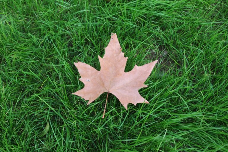 A dried maple leaf resting on vibrant green grass, showcasing the beauty of fall.