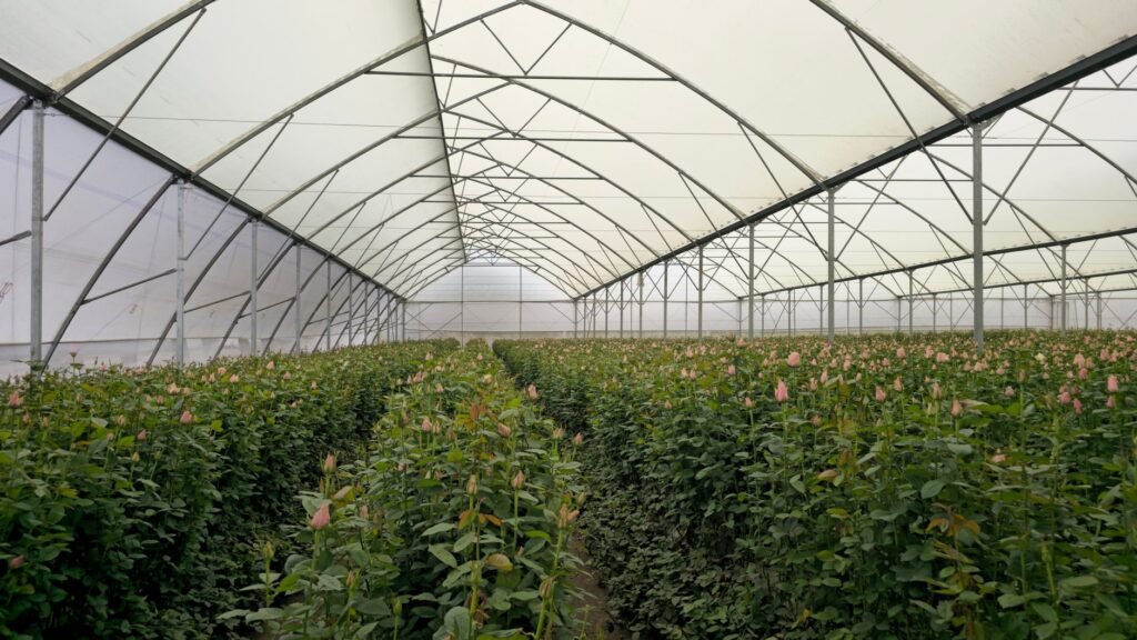 A large greenhouse filled with pink roses in bloom, showcasing modern horticulture practices.