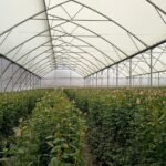 A large greenhouse filled with pink roses in bloom, showcasing modern horticulture practices.