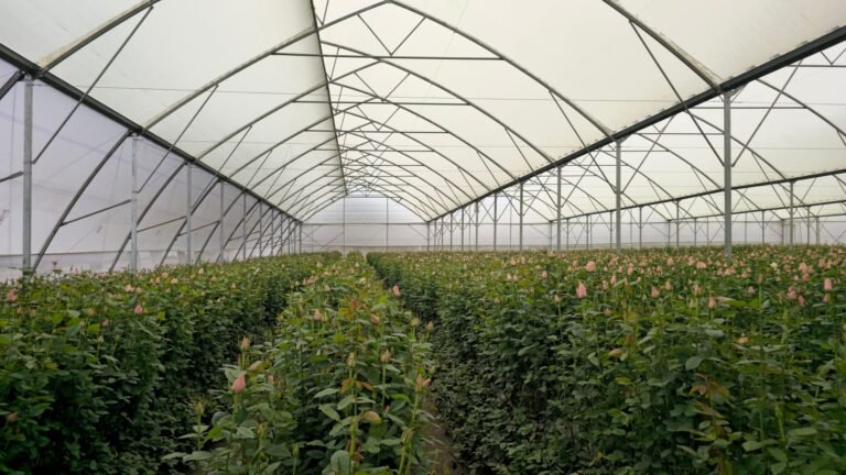 A large greenhouse filled with pink roses in bloom, showcasing modern horticulture practices.